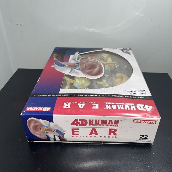 4D Human Ear Model Experiment Learn Science Discover Education Kit Anatomy - Picture 4 of 7